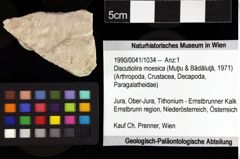 Foto (Objket + Etiketten) von Discutiolira moesica (Muţiu & Bădăluţă, 1971) 